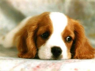 Sad-Puppy